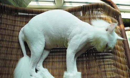 貓咪三聯(lián)多久打一次