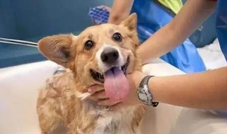 狗狗怎么樣才算生完了