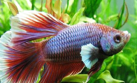 斗魚可以和其他魚一起養(yǎng)么？