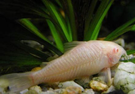 鼠魚多久繁殖一次
