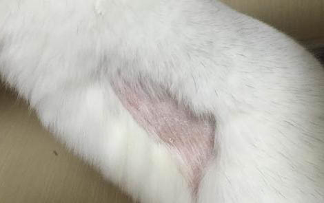 龍貓尿道炎怎么治？