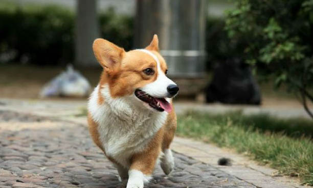 犬瘟狗狗的尿很黃是排毒嗎