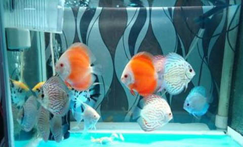 魚缸里可以養什么植物