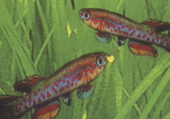 晚上釣鯽魚釣遠還是釣近