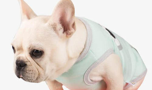 斗牛犬比賽看哪個好看