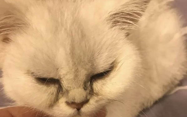被剛出生的小貓抓傷怎么辦