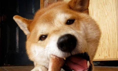 狗狗腎衰癥狀