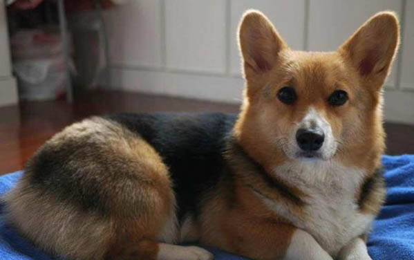狗狗狗糧哪個牌子好?