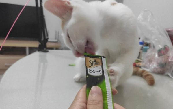 貓咪出生多久會(huì)睜開眼睛