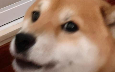 比熊狗狗皮膚病不長毛了怎么辦