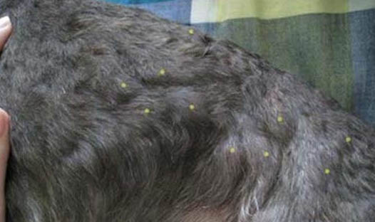 狗狗患有急性腦炎可以活多久?