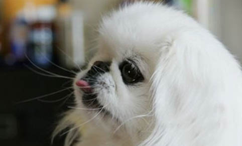 狗狗狂犬病潛伏期是多久