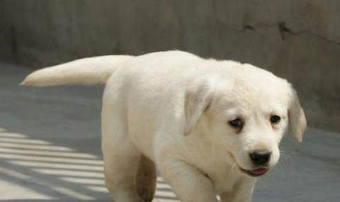 狗狗犬瘟打干擾素和單抗要多久
