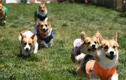 柯基犬和比熊哪個好養