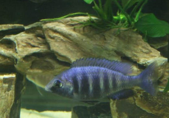 西德藍寶石魚好養(yǎng)嗎