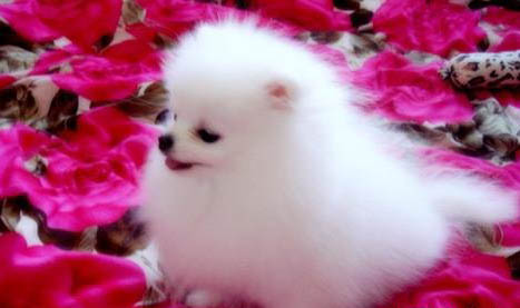 博美犬和泰迪哪個好
