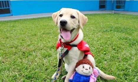 導盲犬可以上飛機嗎