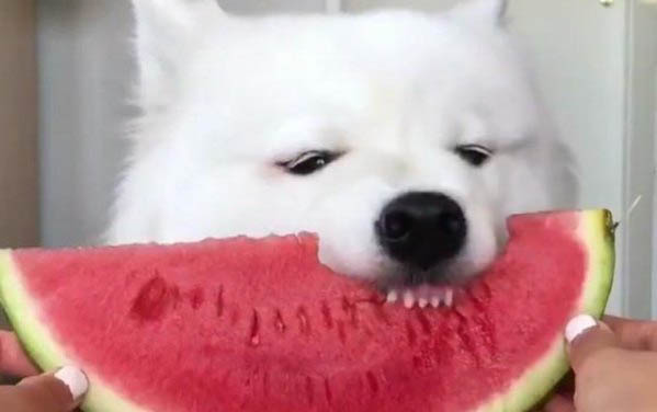 小狗身上的虱子怎么去除？