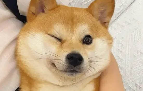 柴犬怕冷嗎,為什么