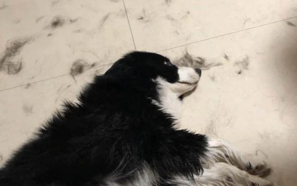泰迪狗肺炎要多久恢復