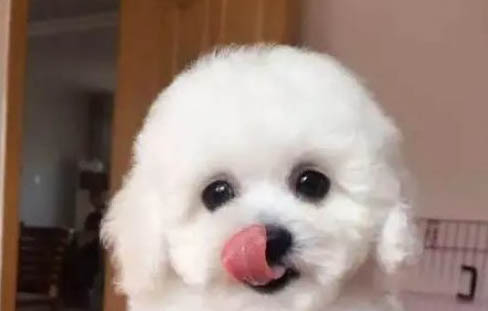 狗毛不順干燥無光澤怎么辦
