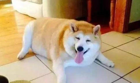 狗狗四腳朝天扭動的原因及處理方法
