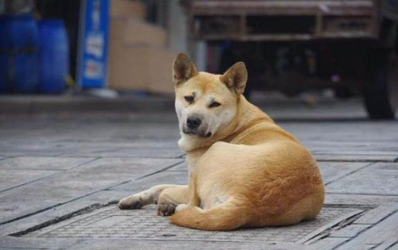 狗狗眼睛有眼屎怎么辦