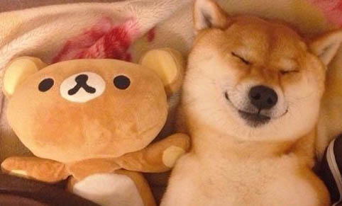 柴犬要去拆家嗎？
