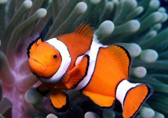 迷你鸚鵡不咬哪些魚