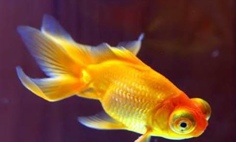 金魚(yú)獅子頭爛頭還能恢復(fù)嗎