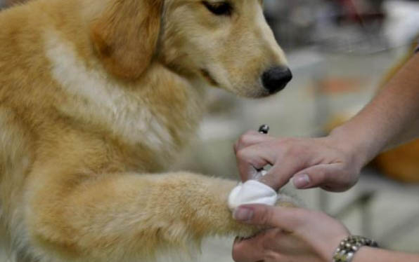 為什么狗狗生孩子呢