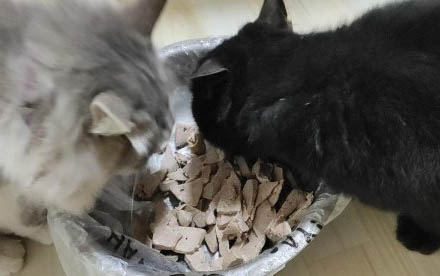 小貓肚子大后腿無力是怎么回事啊？