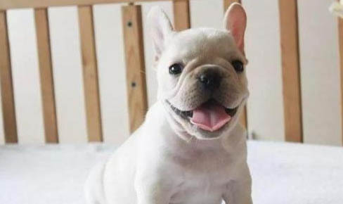 法國斗牛犬有體味嗎