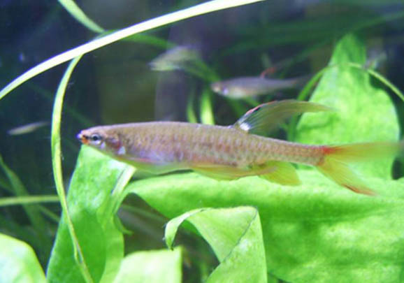 孔雀魚緞帶和大C哪個好養