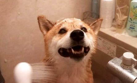 柴犬幼崽怎么辨別真假