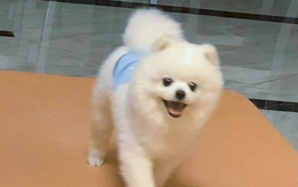狗狗換胎毛會持續多長時間？