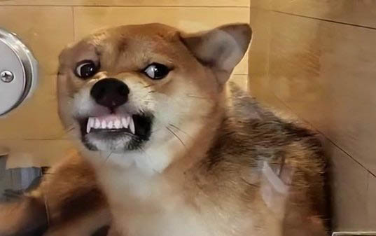 狗狗腎衰竭初期癥狀