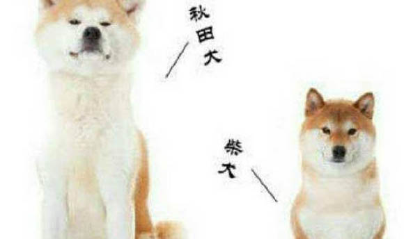 柴犬會咬人嗎?