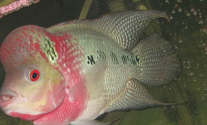 如何給羅漢魚換水