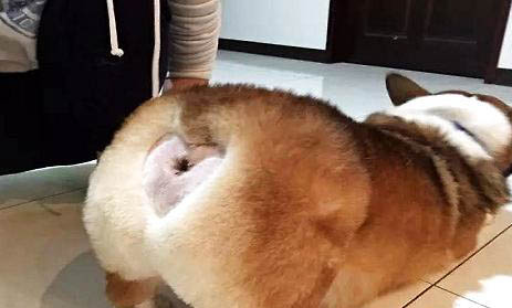 在狗狗眼中的主人長相