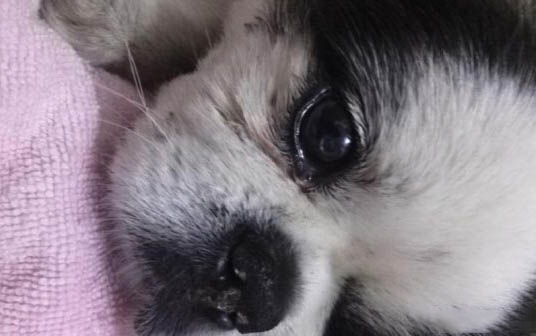 狗狗不吃東西光喝水什么原因