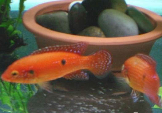紅寶石魚(yú)如何分公母？