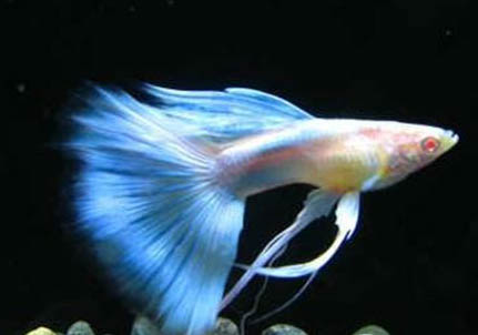 孔雀魚(yú)換水時(shí)的注意事項(xiàng)