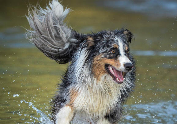 英國古代牧羊犬價格？古牧飼養注意事項有哪些？