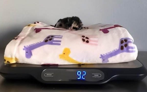 小貓一直叫怎么辦呢?