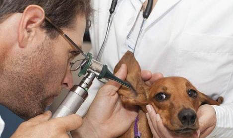 狗狗腎衰癥狀主要有哪些