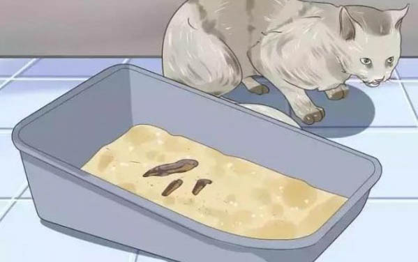 小貓嘔吐拉肚子吃什么藥才能好