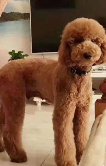 巨貴犬怎么看純不純