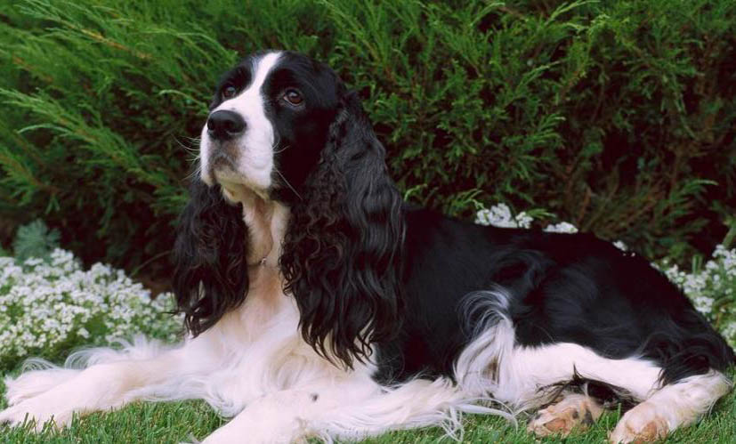 英國史賓格犬多少錢一只