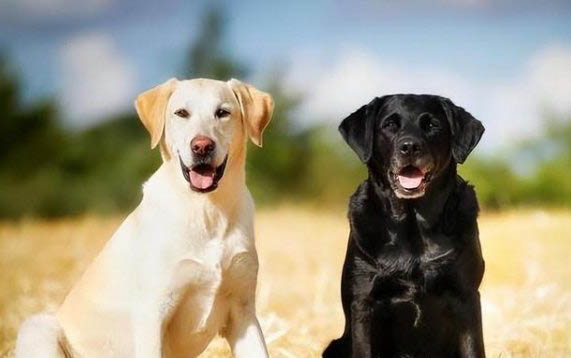 拉布拉多幼犬晚上叫怎么辦